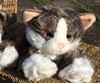 Billy the Cat - eksempel fra produktgruppen hjælpemidler til kognitiv behandling Billy the Cat - eksempel fra produktgruppen hjælpemidler til kognitiv behandling