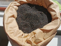Tyngdedyne