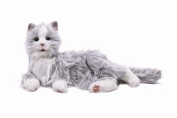 Selskabs-kat