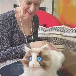 Katten Carlo-Interaktiv Selskabskat Katten Carlo-Interaktiv Selskabskat