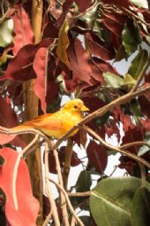 Birdsong Tree