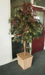 Birdsong Tree